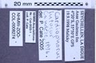 Etiketten zu Cardiophorus lutosus (Candeze, 1896) (NHMW-ZOO-COL-0008274)